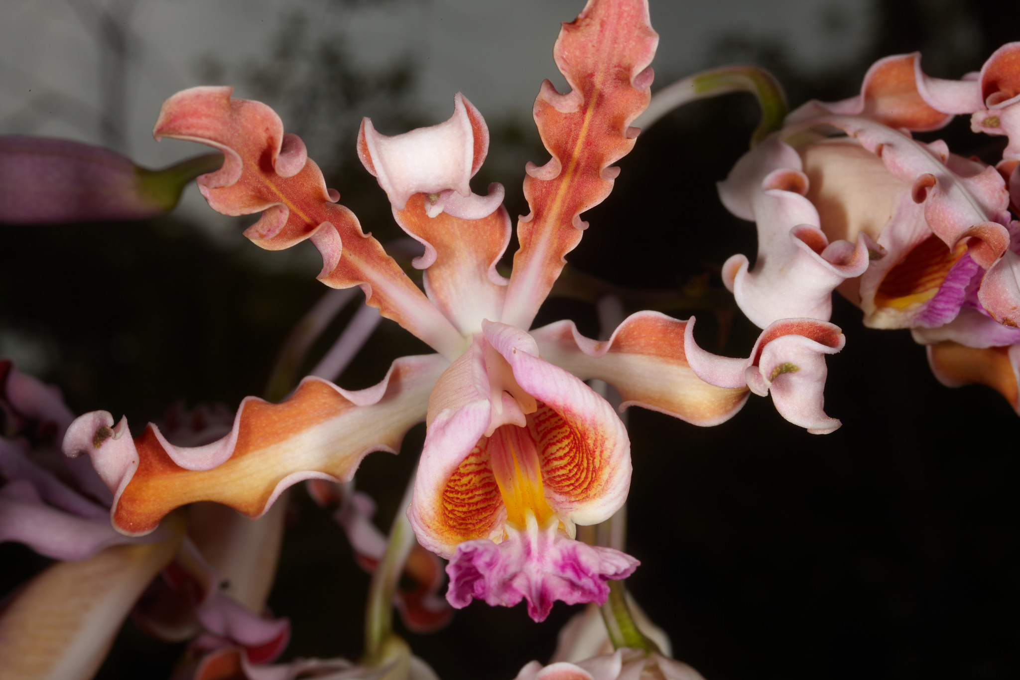 Myrmecophila tibicinis